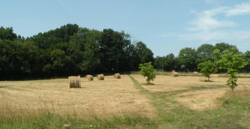 Little Saltwood Farm B&B