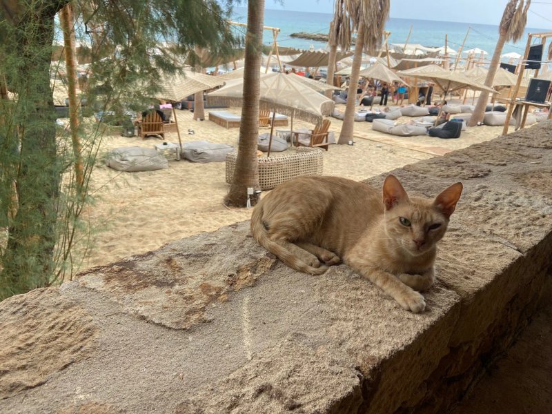 Almyra Beach Bar & Restaurant