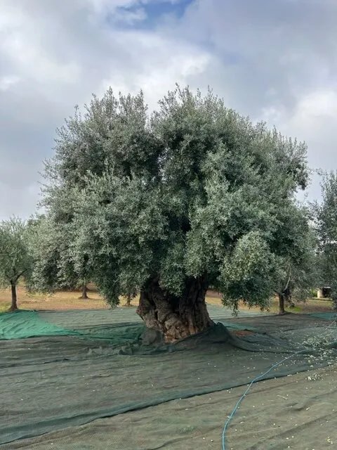 Masseria San Martino