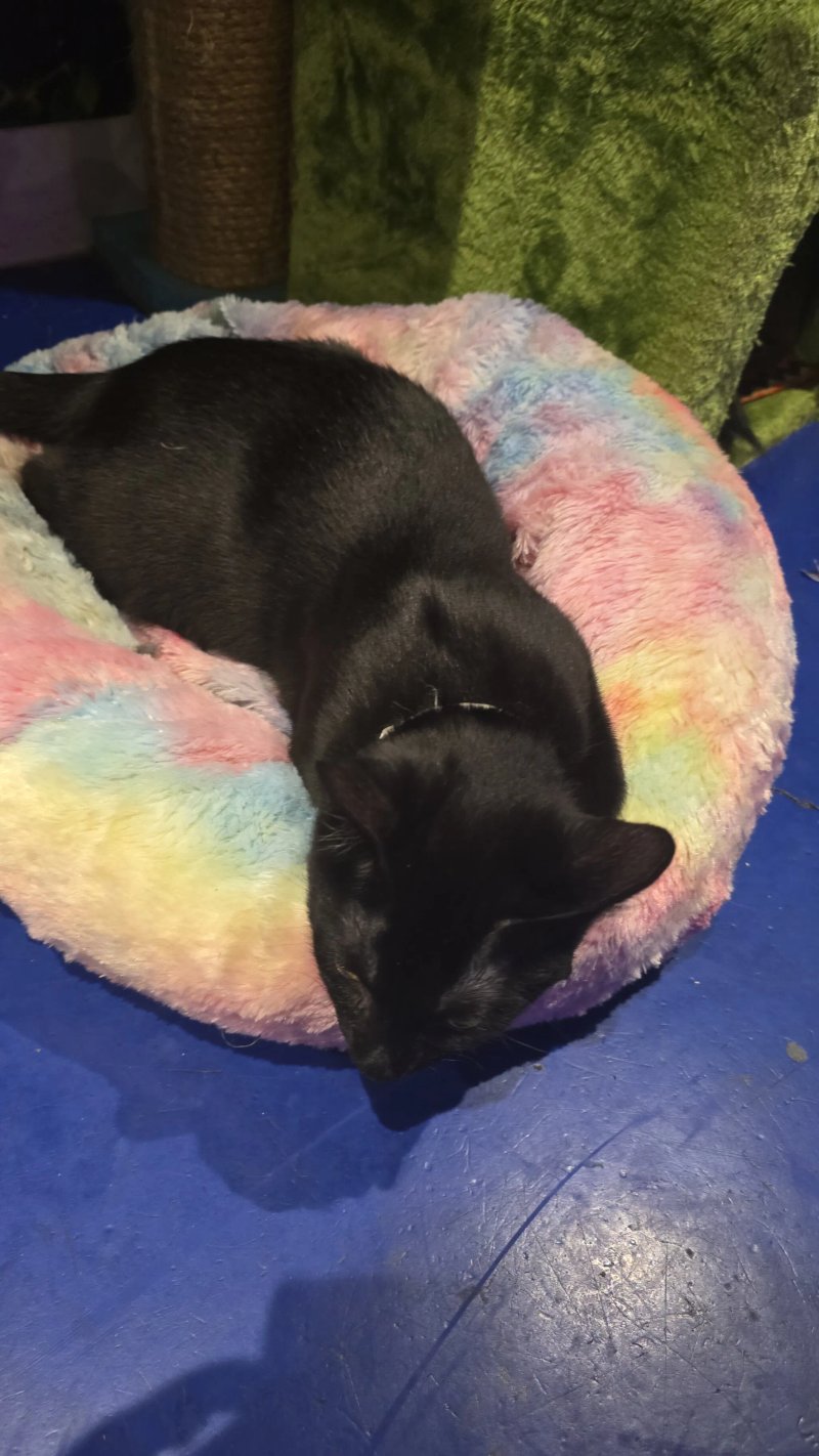 Kitty Cafe Birmingham