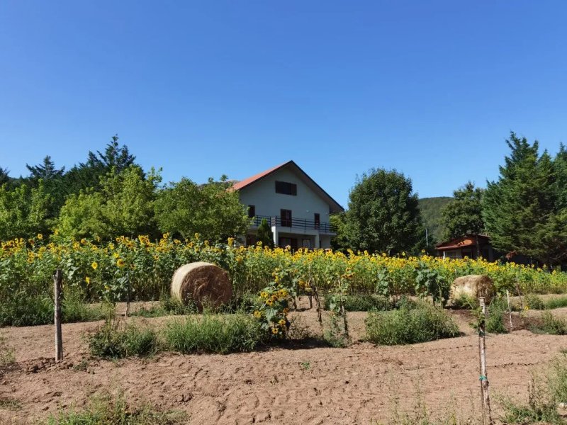 Green House B&B