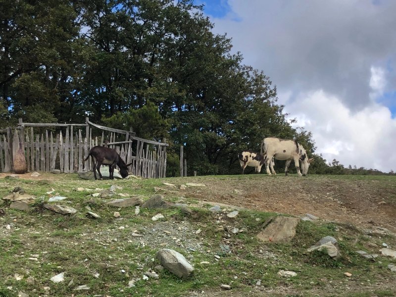 La Fattoria Nel Bosco