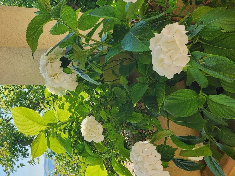Il Giardino delle Rose