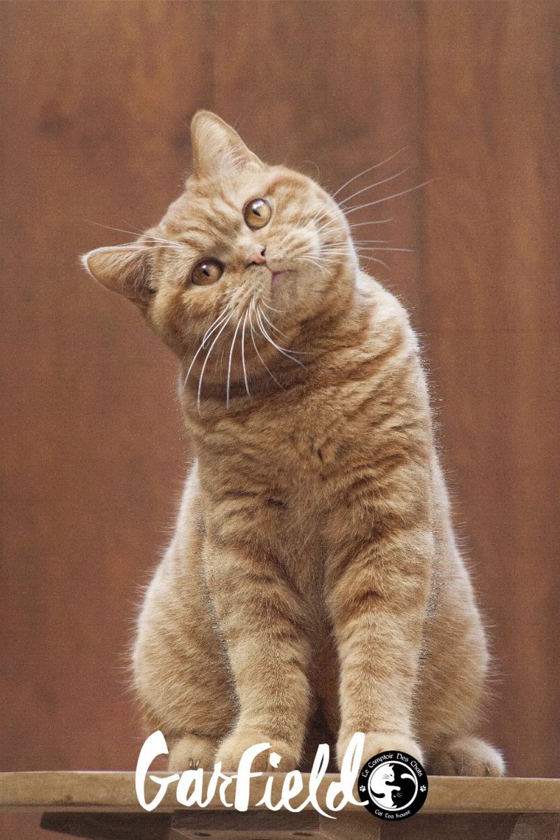 Le Comptoir des Chats