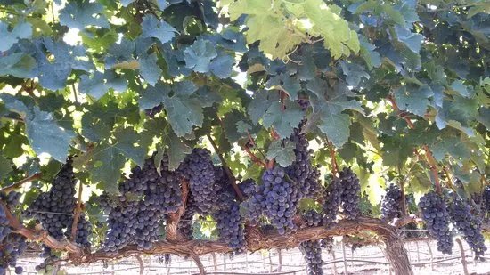 Tenuta Merico
