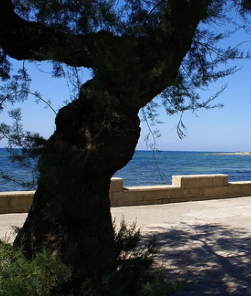 B&B Araucaria
