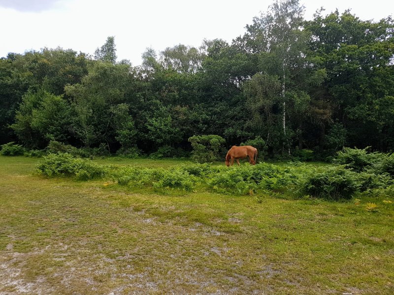 Hill Cottage Farm Camping & Caravan Park