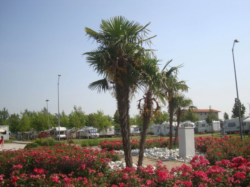 Camping Albatros