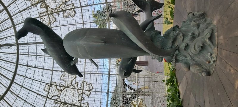 Dolphins