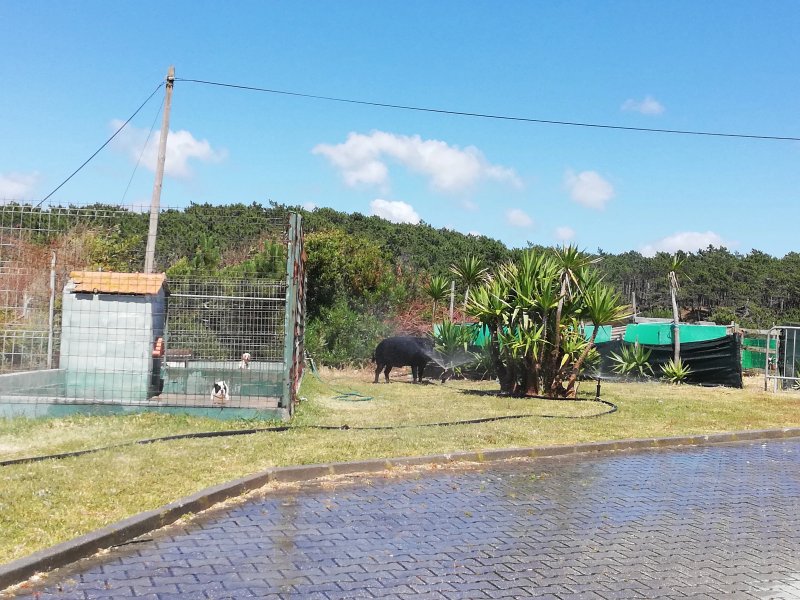 Quinta da Falca
