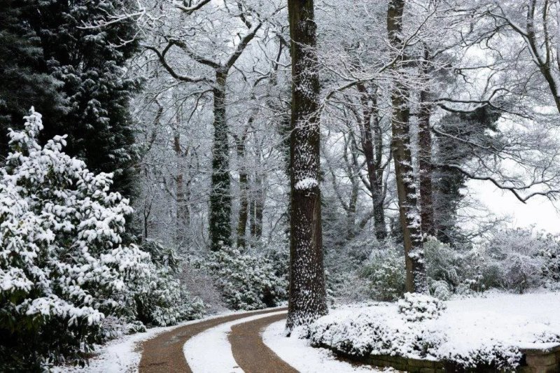 Moss Wood