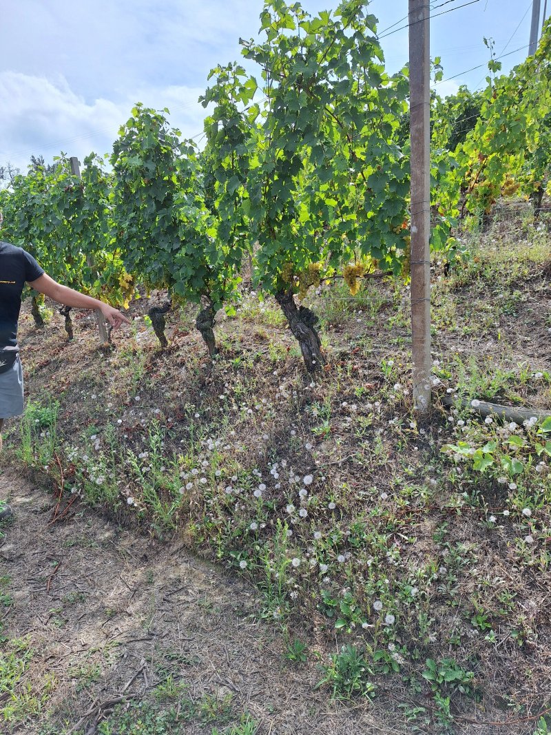 Teresa Soria Azienda Agricola