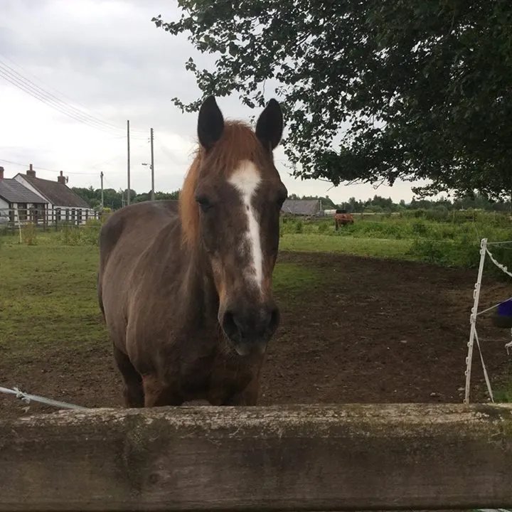 Stable Court Lodging