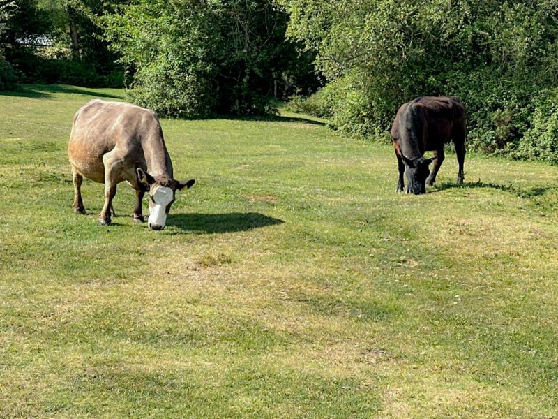 Ocknell and Longbeech Campsites