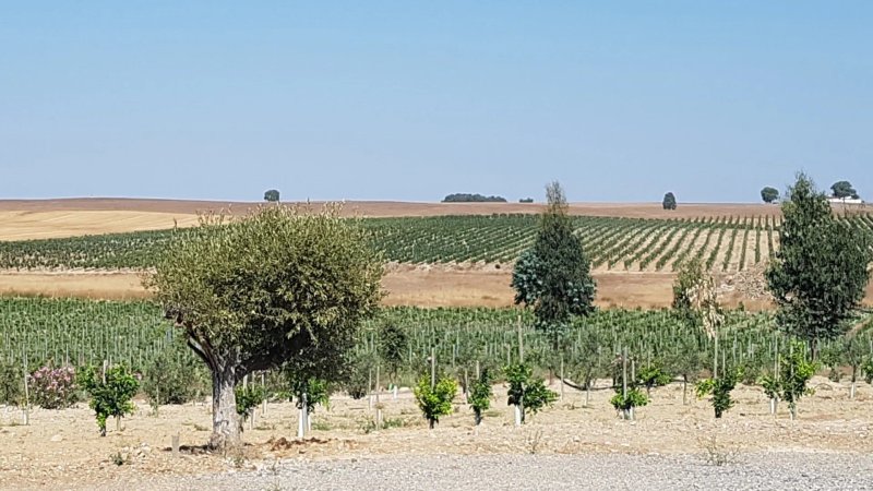 Fontes Barbaras Enoturismo