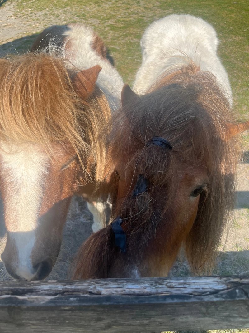 Blounts Court Farm