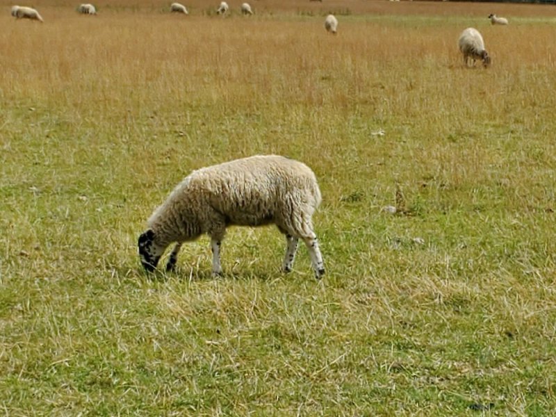 Lowerfield Farm Bed and Breakfast