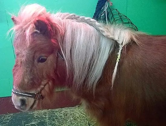 Pams Pony Parties