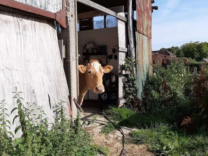 Oakfield Farm at Golden Cross