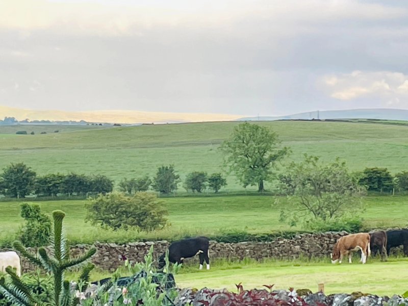 Moor View Bed and Breakfast
