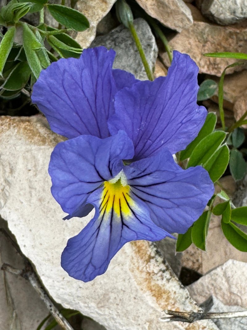 Agriturismo Le Castellare