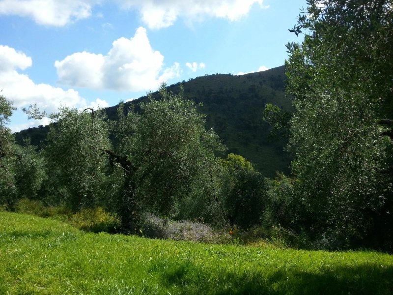I Giardini di Margius