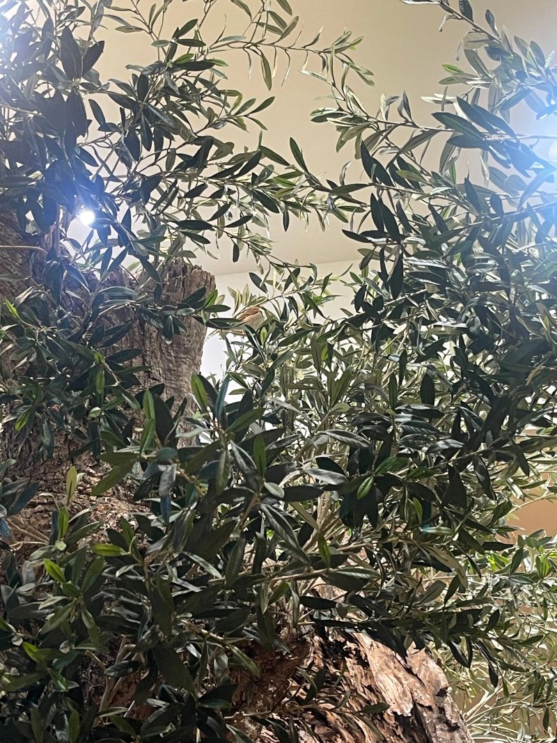 Vapiano Villages Nature Pasta Pizza Bar