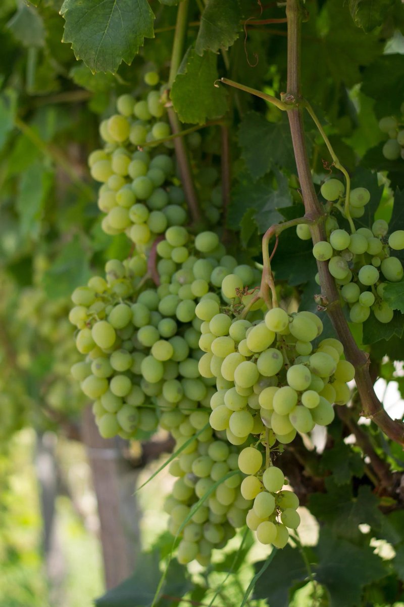 Agriturismo Il Gelsomino Ritrovato