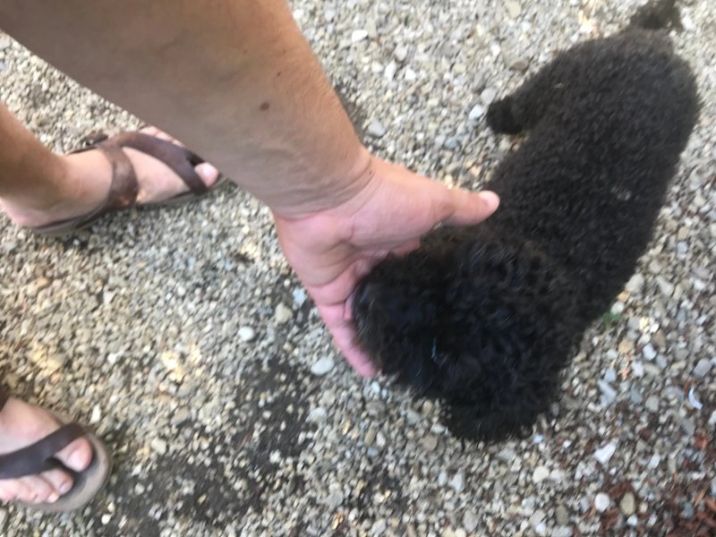 Poggio a Poppi