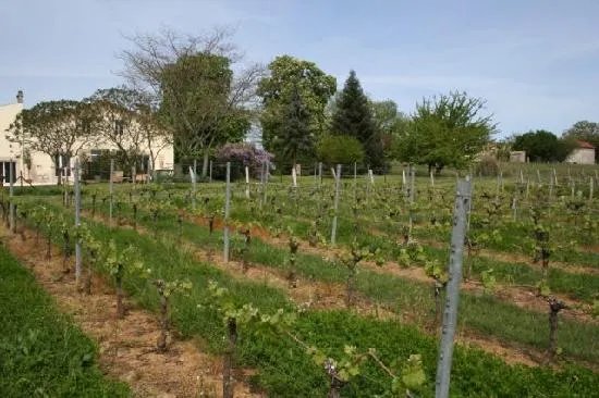Bleu Raisin Saint Emilion