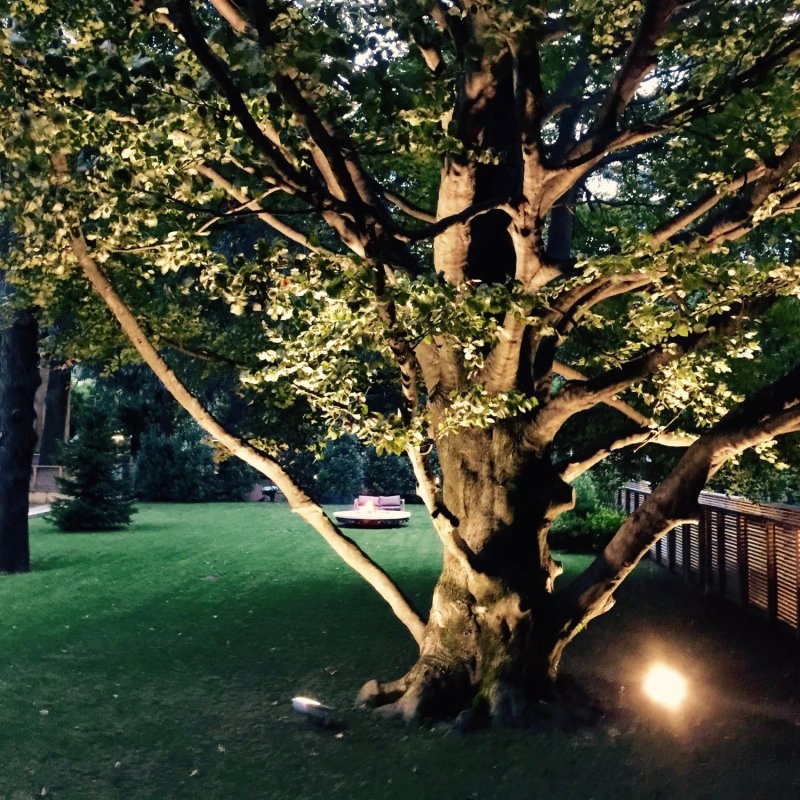 Casa Sull'Albero
