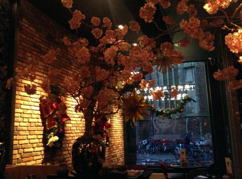 Tatsu Haarlem