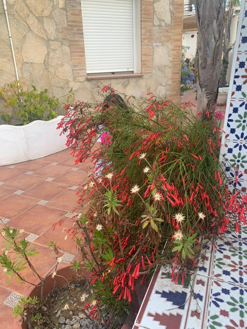 Hostal La Paloma II