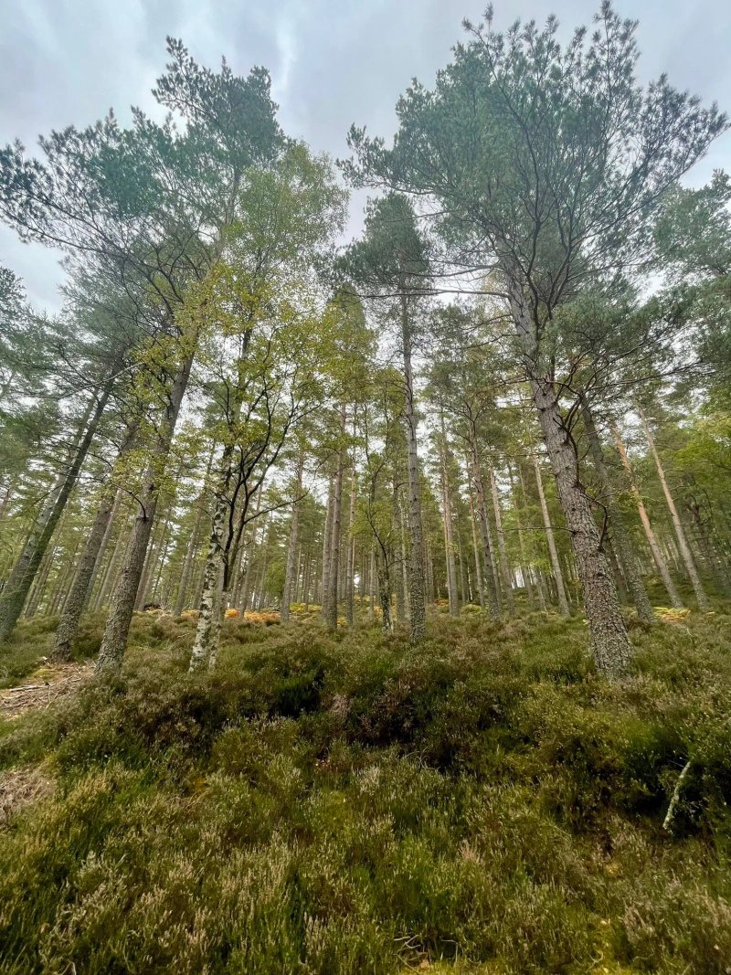 Glen Tanar