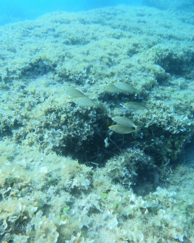 Alonissos Triton Dive Center