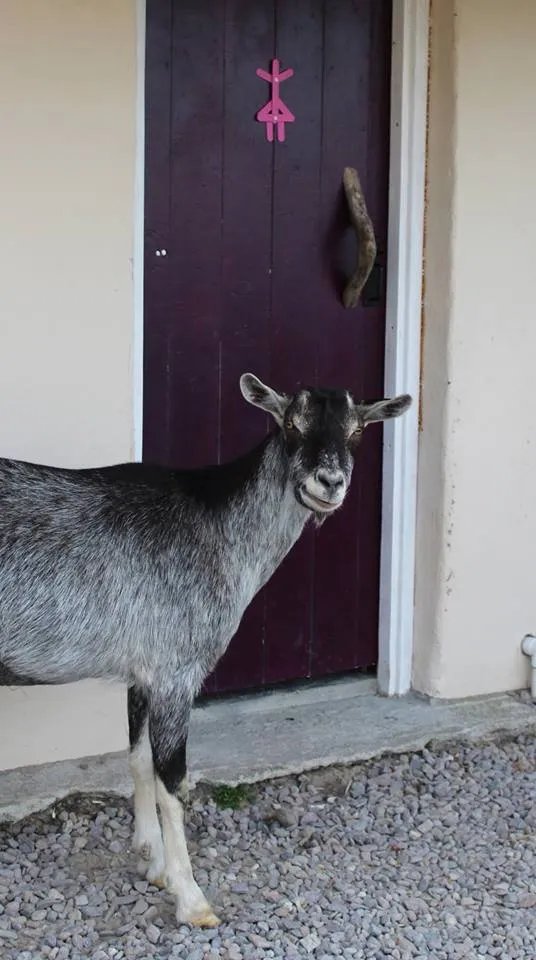 Carrauntoohil Eco Farm