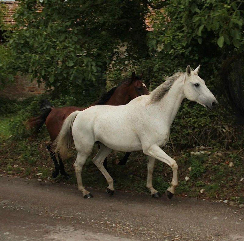 Tenuta Il Verone