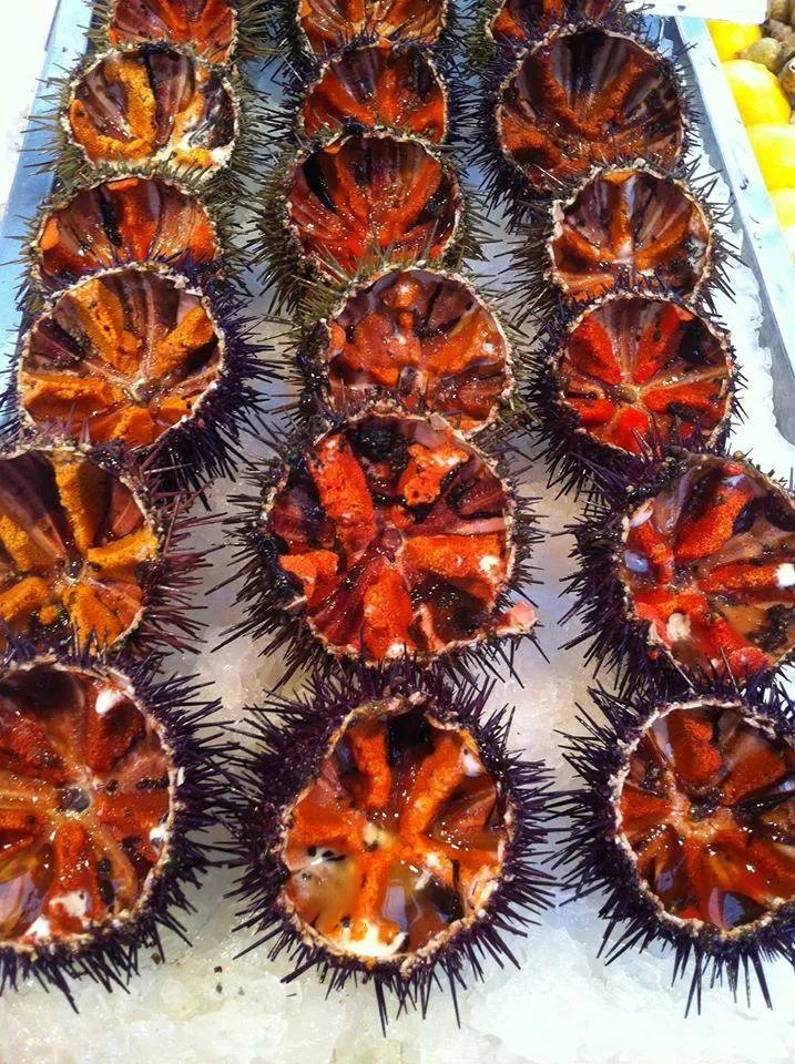Pierrot Coquillages