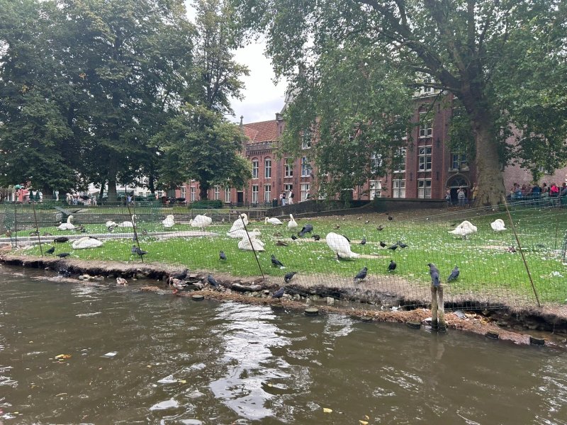 Royal Swans B&B