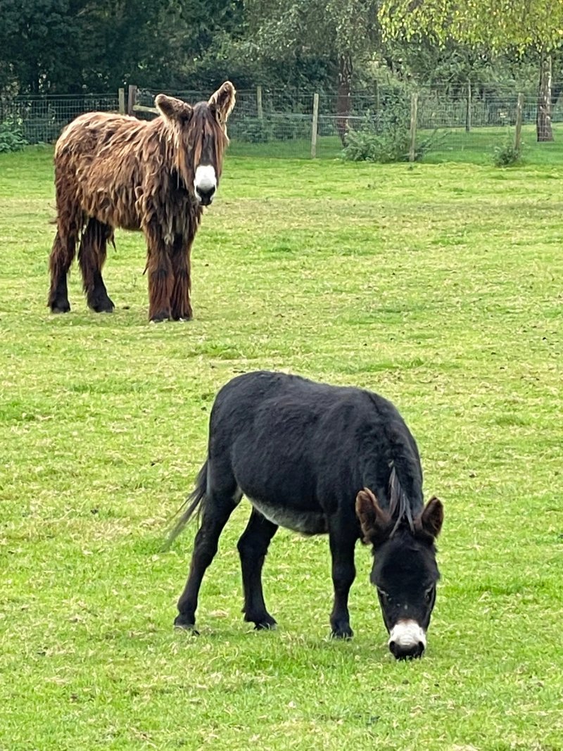 Wyvern Farm