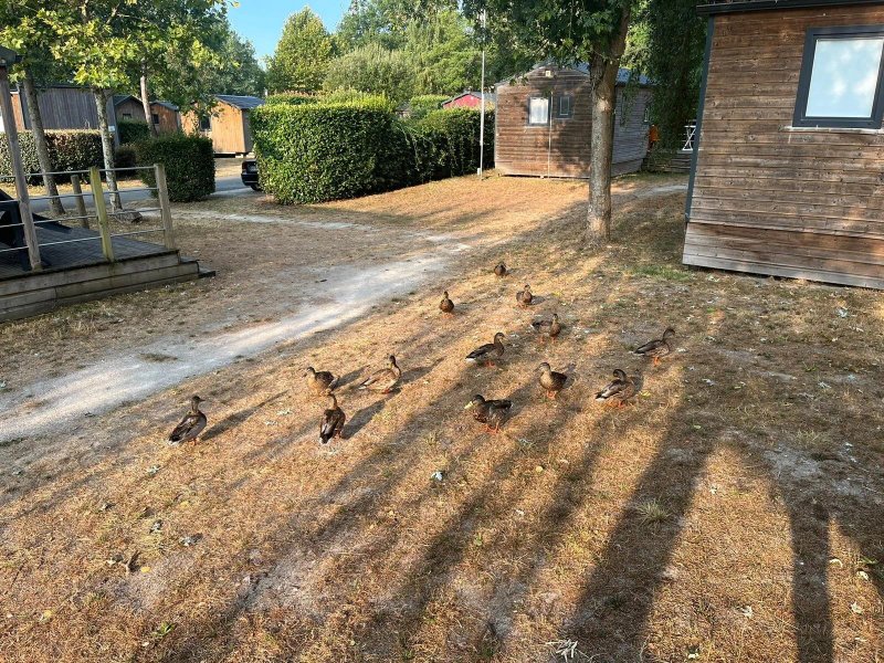 Camping Yelloh! Village Bordeaux Lac