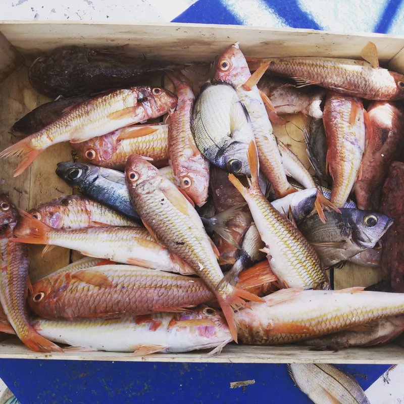 Pescaturismo con Davide & Silvia -Motopesca Alex