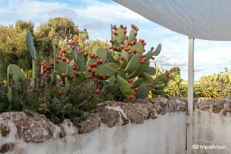 Masseria Cimino