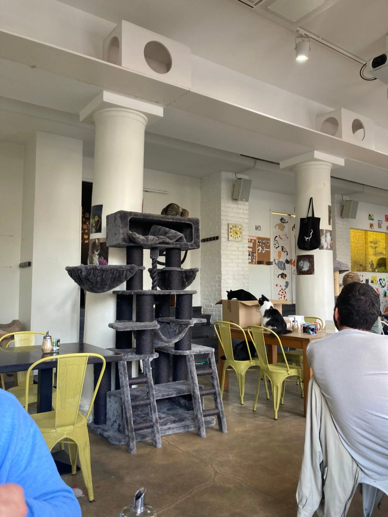 Cat-Cafe Nurri