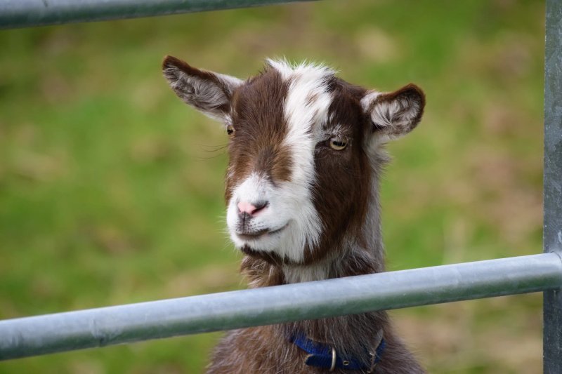 Doles Ash Farm Holiday Cottages