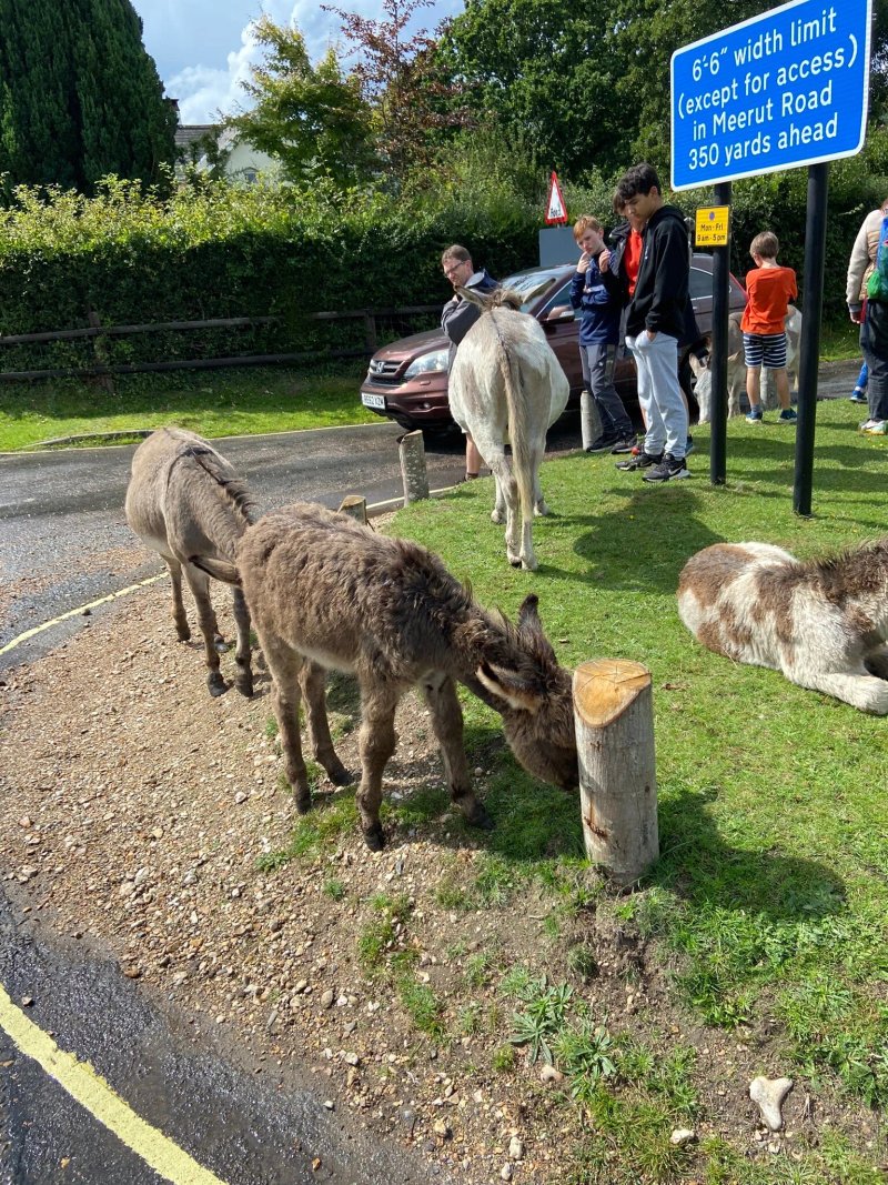 Hollands Wood Campsite