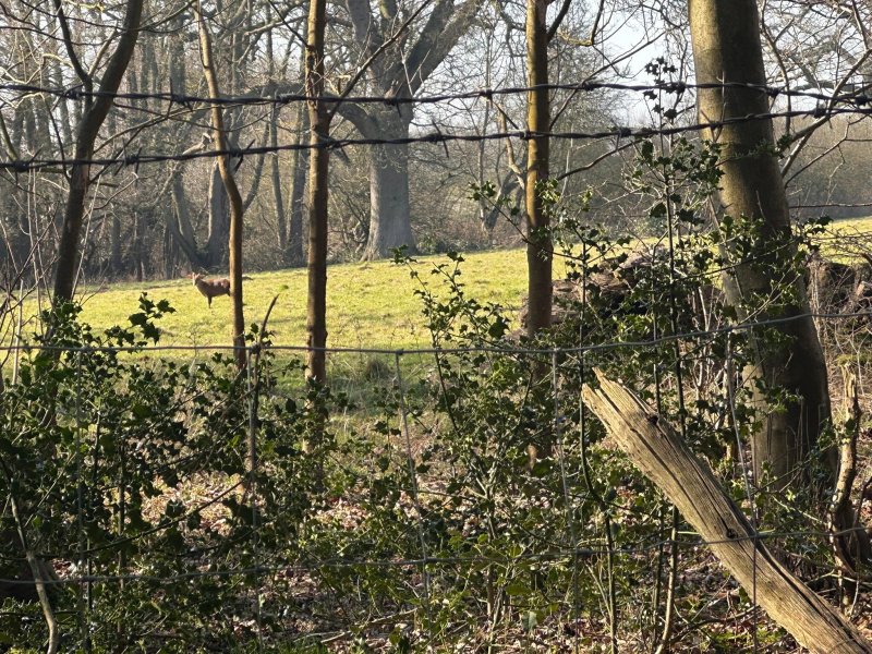 Deer's Glade Caravan & Camping Park