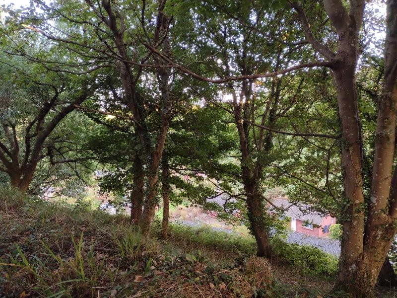 Little Orchard Village