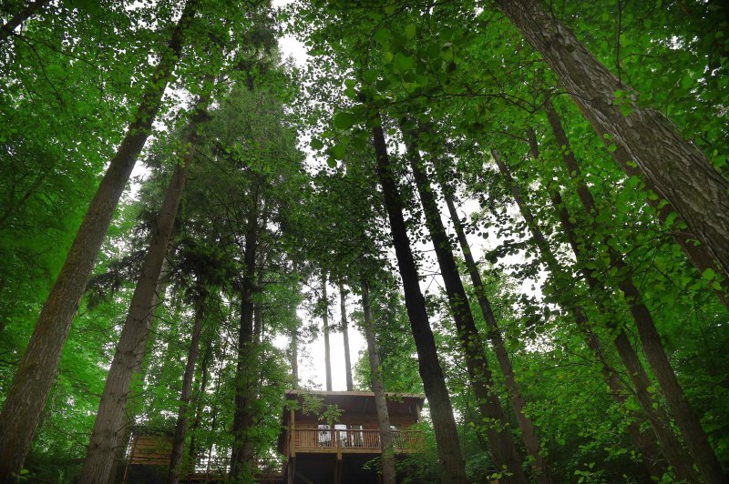 Redwood Valley Woodland Cabin and Yurt Glamping