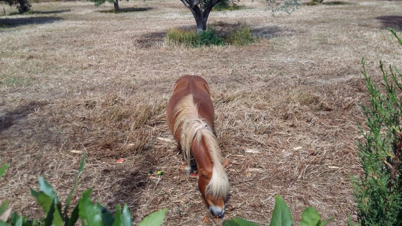 Agriappartamenti Borgo Guglielmo